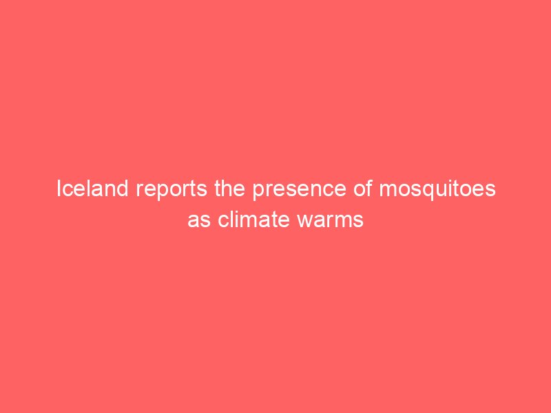 Iceland reports the presence of mosquitoes as climate warms